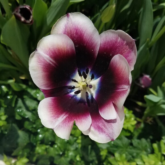 laurnieb83